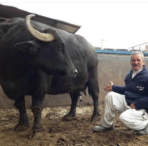 عکس گاومیش داری و لبنیاتی حاجیان شعبه 1