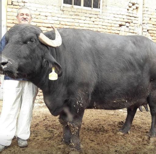 عکس گاومیش داری و لبنیاتی حاجیان شعبه 1