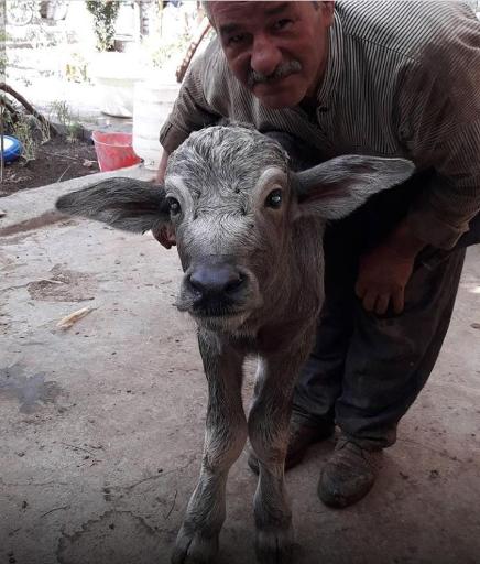 عکس گاومیش داری و لبنیاتی حاجیان شعبه 1