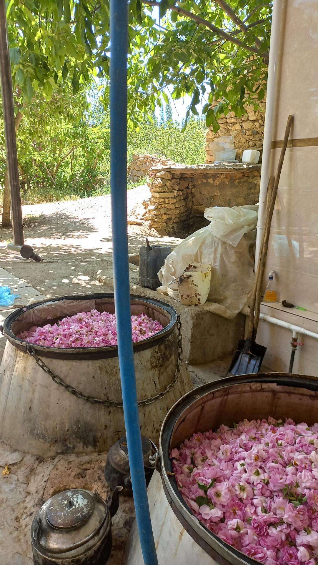 عکس گلابگیری گلاب و عرقیجات روح بخش