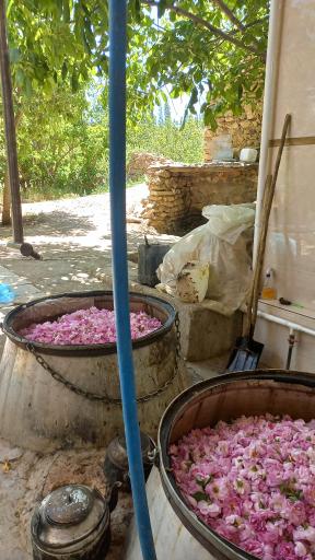 عکس گلابگیری گلاب و عرقیجات روح بخش