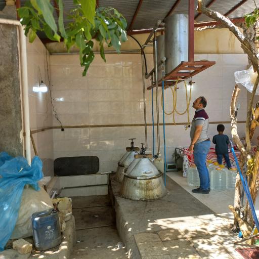 عکس گلابگیری گلاب و عرقیجات روح بخش