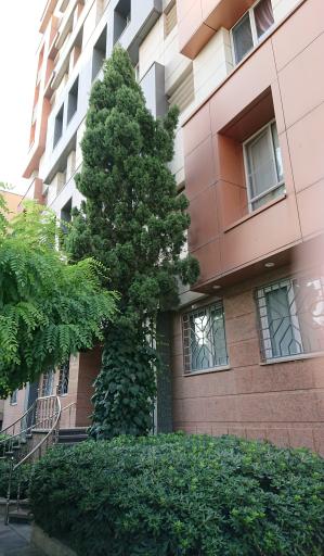 عکس برج مسکونی تاج