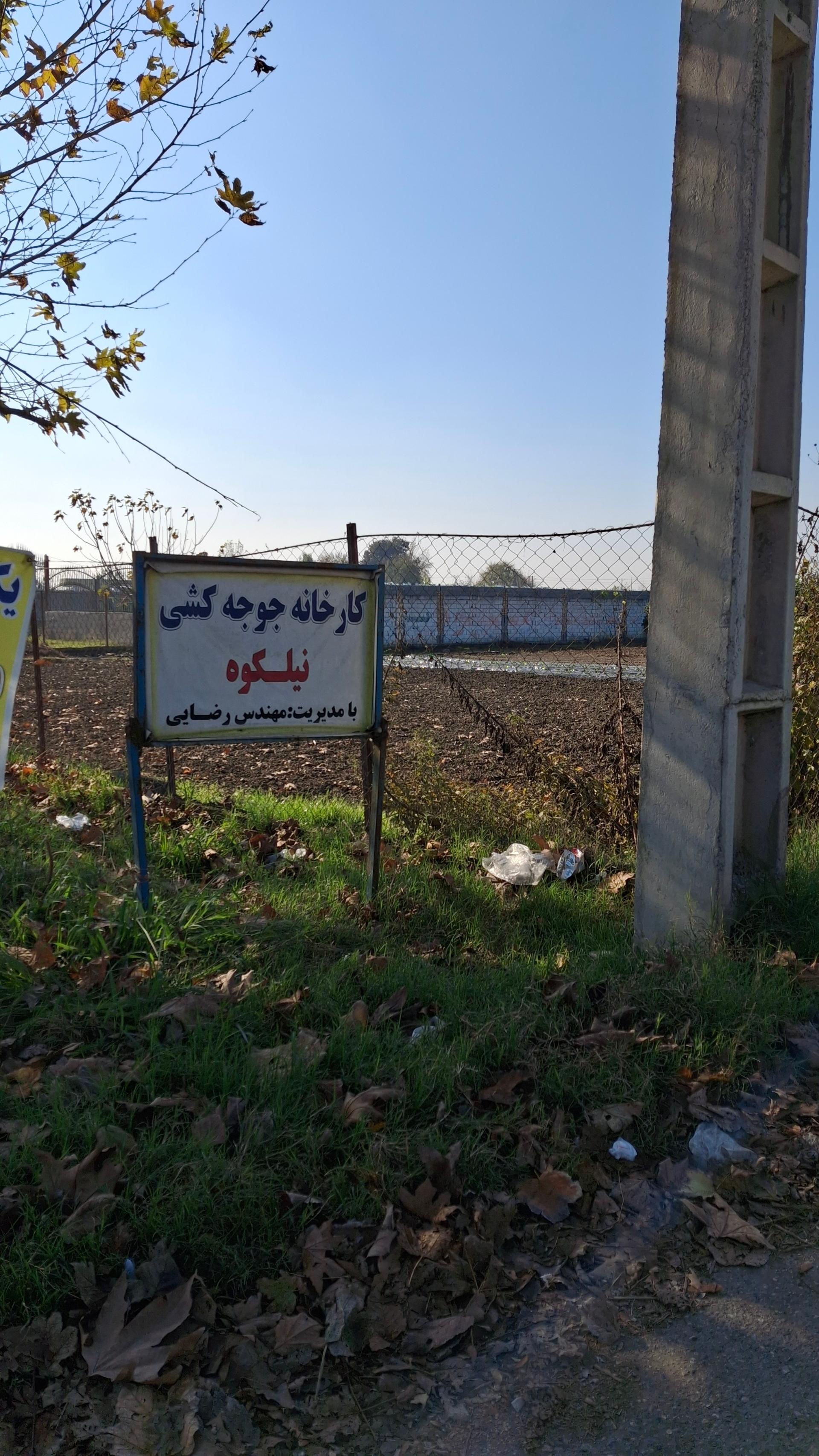 عکس جوجه کشی نیلکوه جویبار