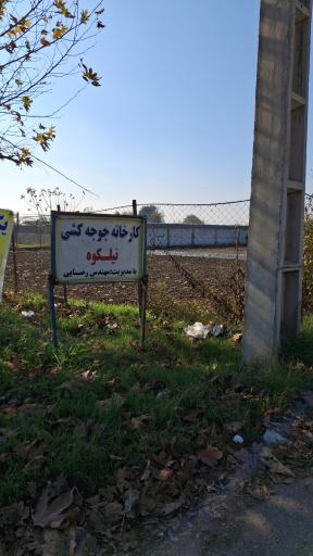 عکس جوجه کشی نیلکوه جویبار