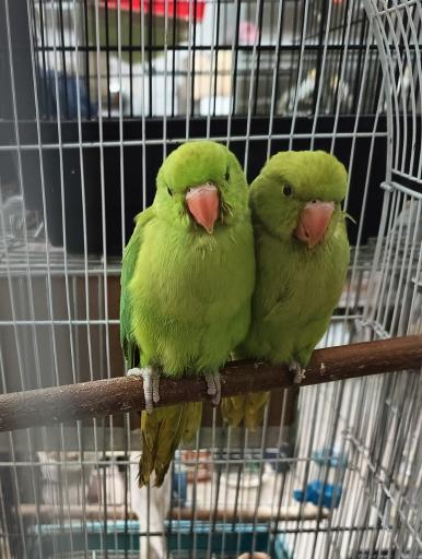 عکس پرنده سرای فرهاد