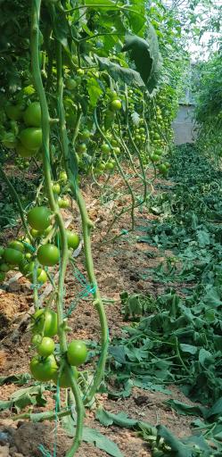 عکس گلخانه علی نژاد