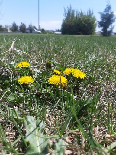 عکس بوستان طبیعت