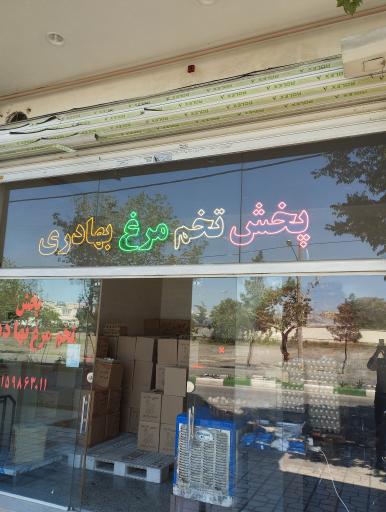 عکس پخش تخم مرغ 