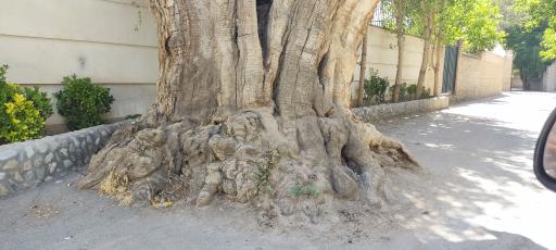 عکس کردان