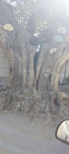 عکس کردان