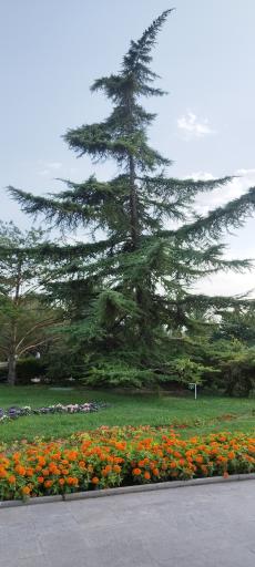 عکس فضای سبز