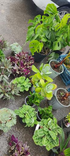 عکس گلخانه گلستان