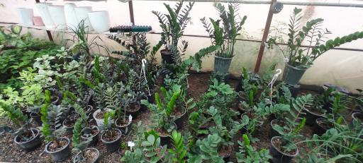 عکس گلخانه گلستان