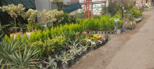 عکس گلخانه گلستان