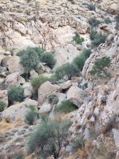 عکس فراشبند