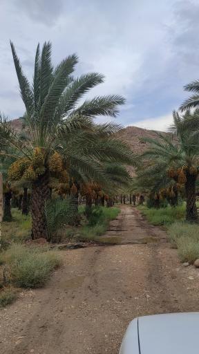 عکس فراشبند