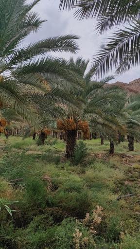 عکس فراشبند