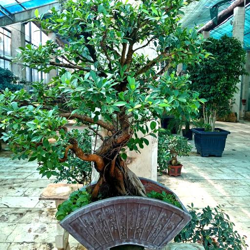 عکس گلخانه  گلبس