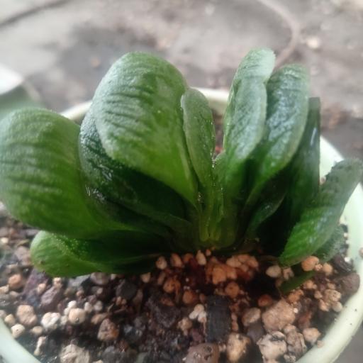 عکس گلخانه  گلبس