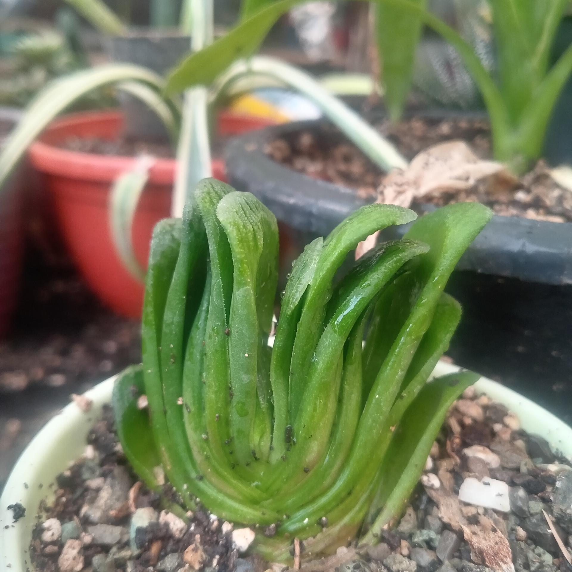 عکس گلخانه  گلبس