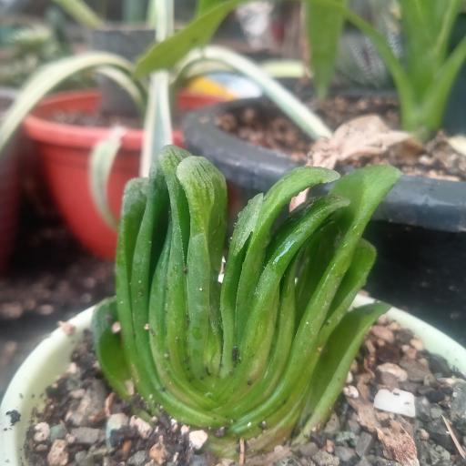 عکس گلخانه  گلبس