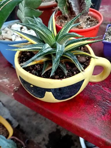 عکس گلخانه  گلبس