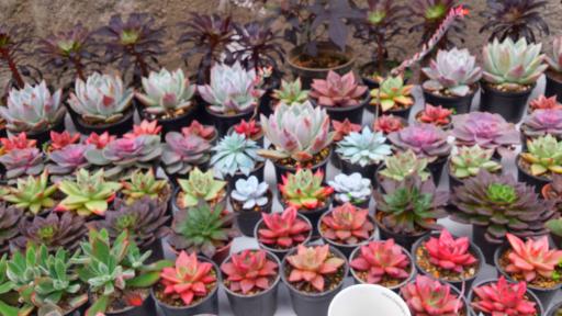 عکس گلخانه  گلبس