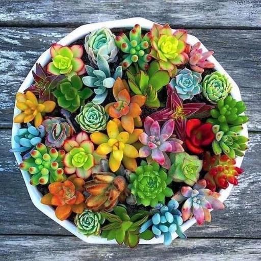 عکس گلخانه  گلبس