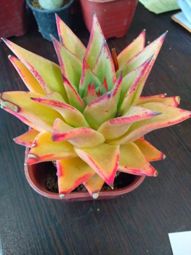 عکس گلخانه  گلبس