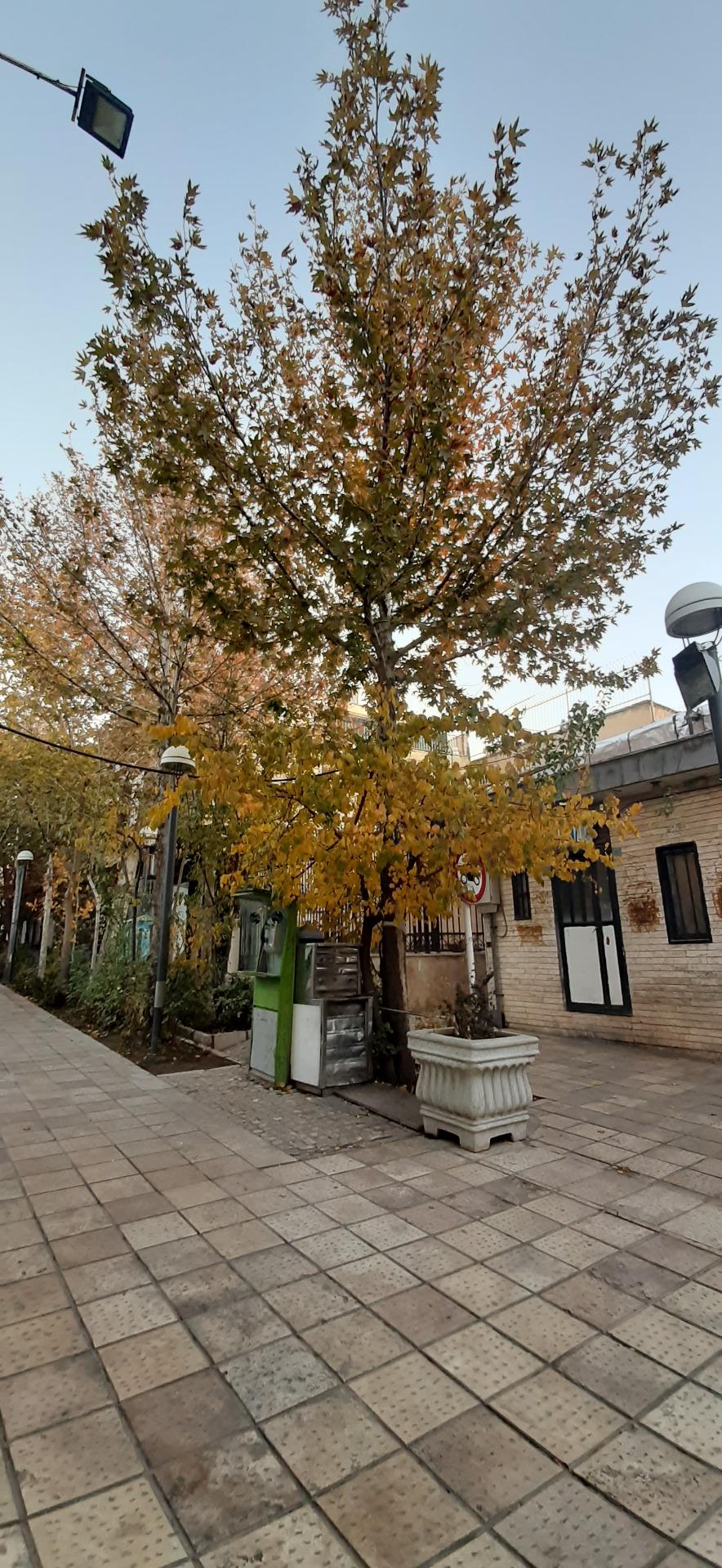 عکس بازار محلات