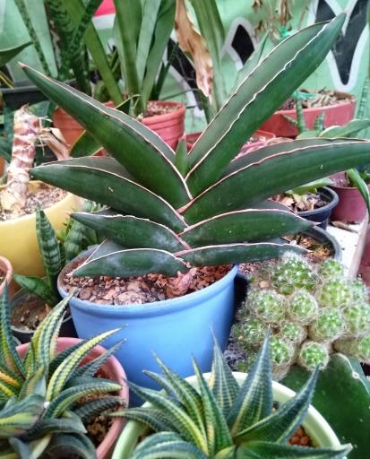 عکس گلخانه  گلبس