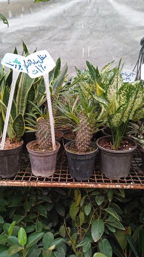 عکس گل باغ مادر