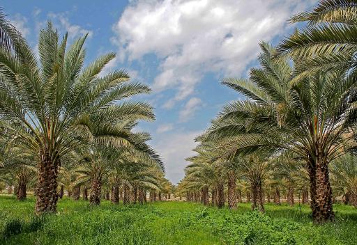 عکس فراشبند