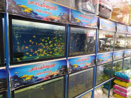 عکس آکواریوم شهر ماهی