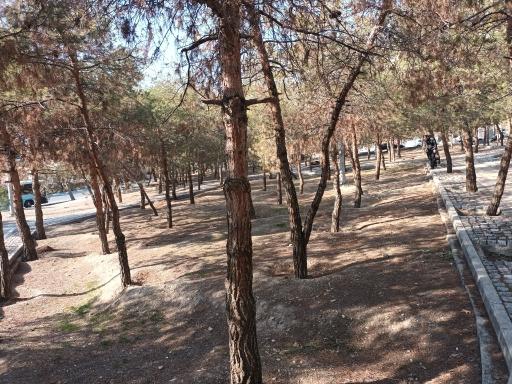 عکس بوستان لادن