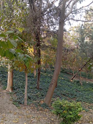 بوستان جنگلی طالقانی