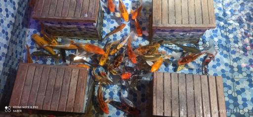 عکس آکواریوم پارک شهر