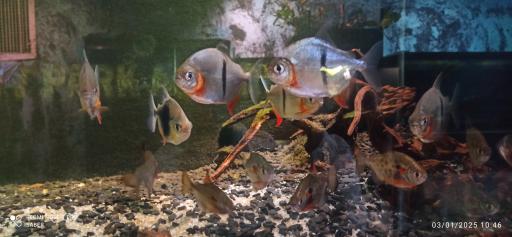 عکس آکواریوم پارک شهر