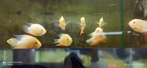 عکس آکواریوم پارک شهر