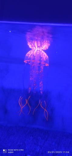 عکس آکواریوم پارک شهر