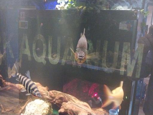 عکس آکواریوم پارک شهر