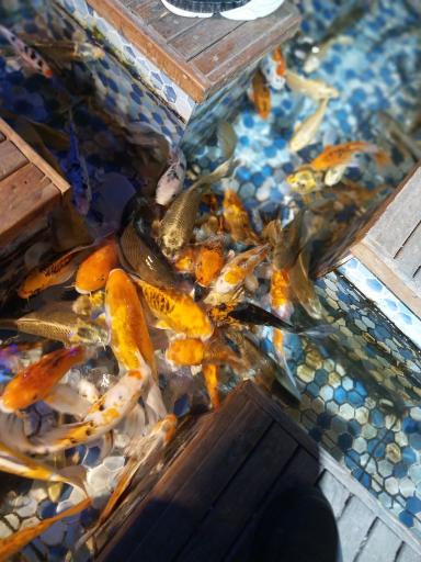 عکس آکواریوم پارک شهر