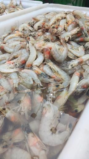 عکس بازار ماهی خراسان رضوی