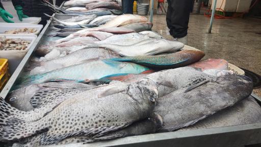 عکس بازار ماهی خراسان رضوی