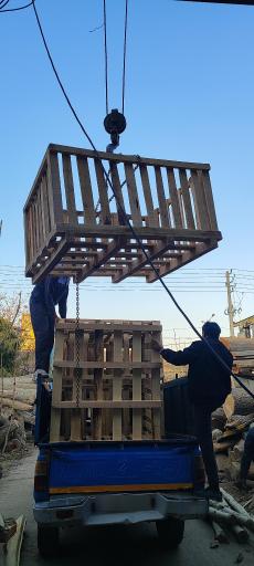 عکس چوب بری توس