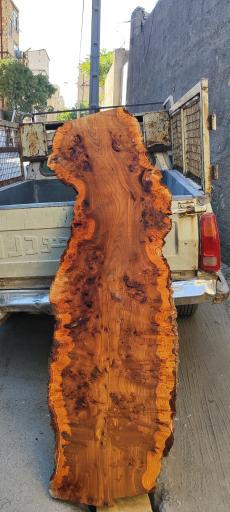 عکس چوب بری توس