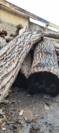 عکس چوب بری توس