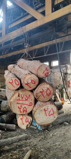 عکس چوب بری توس