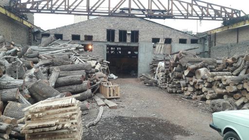 عکس چوب بری توس